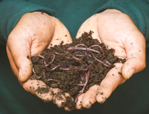 Learn to Worm Compost like a Boss