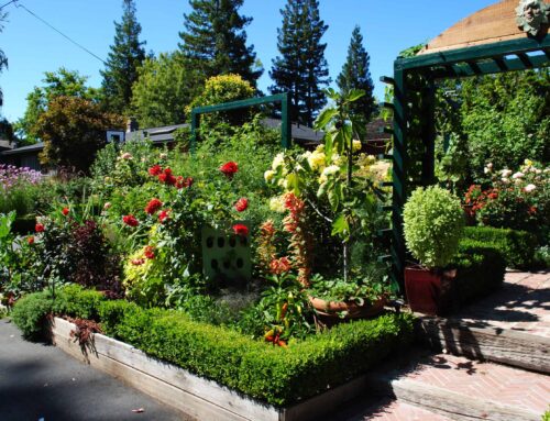 Cultivating Food in Your Own Back or Frontyard