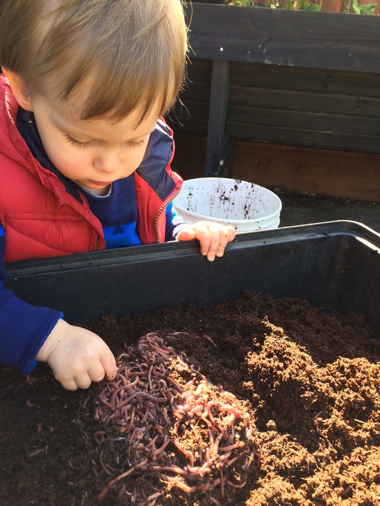 Which Worms Are Best For Composting?
